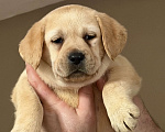 Собаки в Москве: Щенки лабрадора  Девочка, Бесплатно - фото 1