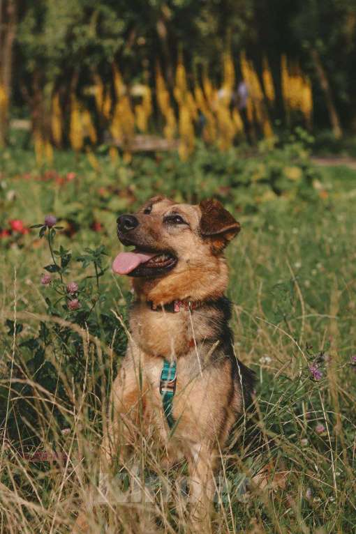 Собаки в Москве: Мия Девочка, Бесплатно - фото 6