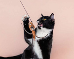 Кошки в Москве: Маркиза Дарья, черно-белая кошка в добрые руки Девочка, Бесплатно - фото 6