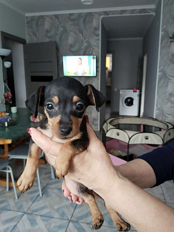 Объявление: Продаю щенка цвергпинчера, 3 000 руб., Батайск