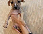 Собаки в Перми: Продам щенков Девочка, 9 000 руб. - фото 2