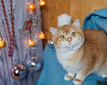 Кошки в Владивостоке: Британский котенок. Очаровательная шоколадка  Девочка, 60 000 руб. - фото 3