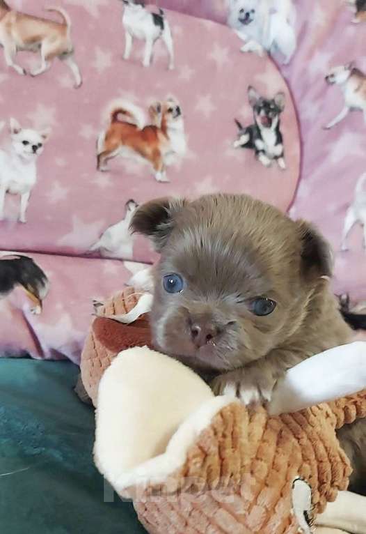 Собаки в Новосибирске: Мальчик Чихуахуа Мальчик, Бесплатно - фото 1