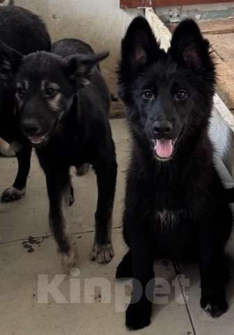 Собаки в Москве: Отдам щенка срочно Девочка, Бесплатно - фото 2