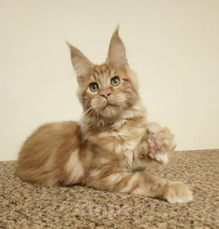 Кошки в Владимире: Мейн-кун , котик Мальчик, 60 000 руб. - фото 4