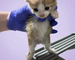 Кошки в Санкт-Петербурге: Мальчик котенок в добрые руки Мальчик, Бесплатно - фото 1