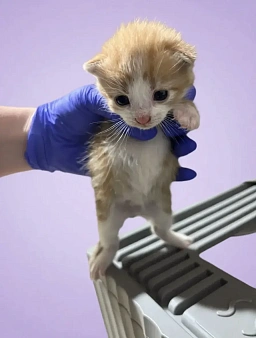 Мальчик котенок в добрые руки