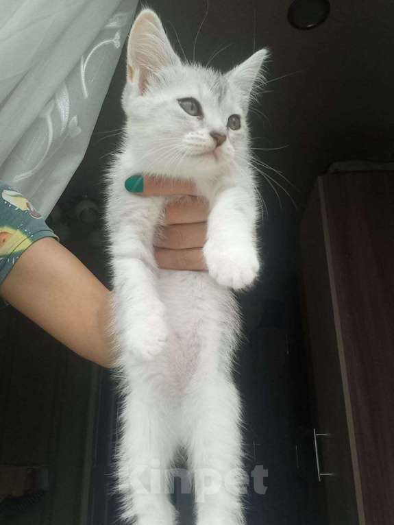 Кошки в Тюмени: Отдам трех котят бесплатно в хорошие руки. папа шотландец. Девочка, 1 руб. - фото 2