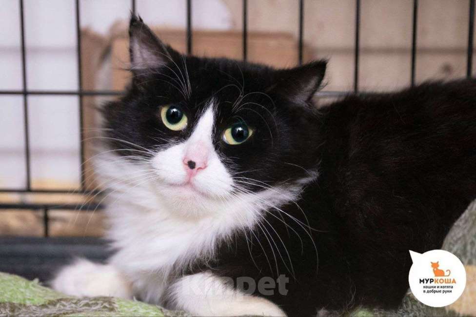 Кошки в Москве: кошка Нефилима ищет дом Девочка, Бесплатно - фото 3