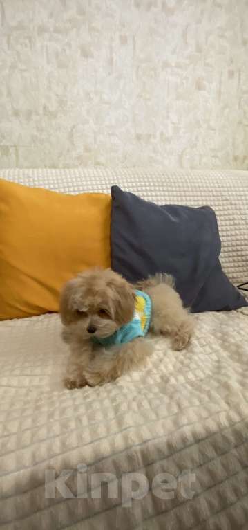 Собаки в Москве: малыш Мальтипу F1 Мальчик, 100 000 руб. - фото 5