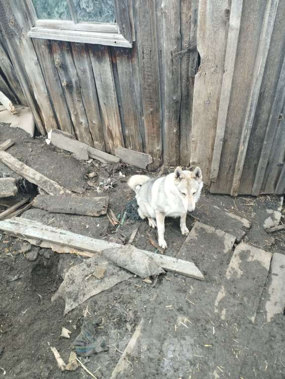 Собаки в других городах Новосибирской области: Отдам охотниеу рабочую лайку Девочка, Бесплатно - фото 2