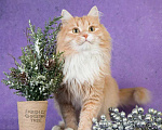 Кошки в Москве: Пушистый рыжий кот Ханни в добрые руки Мальчик, 1 руб. - фото 6