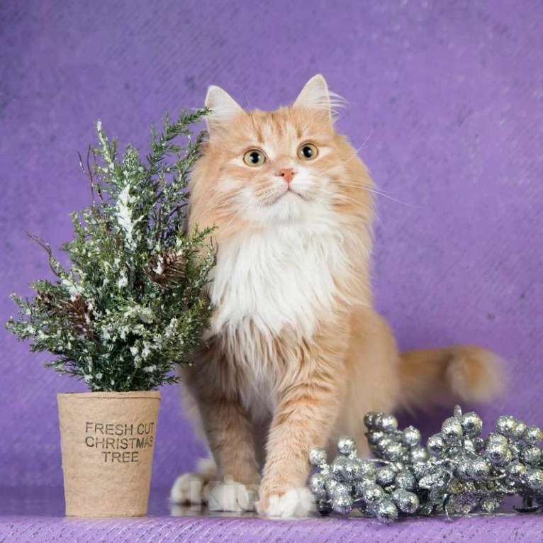 Кошки в Москве: Пушистый рыжий кот Ханни в добрые руки Мальчик, 1 руб. - фото 6