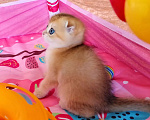 Кошки в Красноярске: Шотландский вислоухий короткошёрстный котёнок Разнополые, 35 000 руб. - фото 4