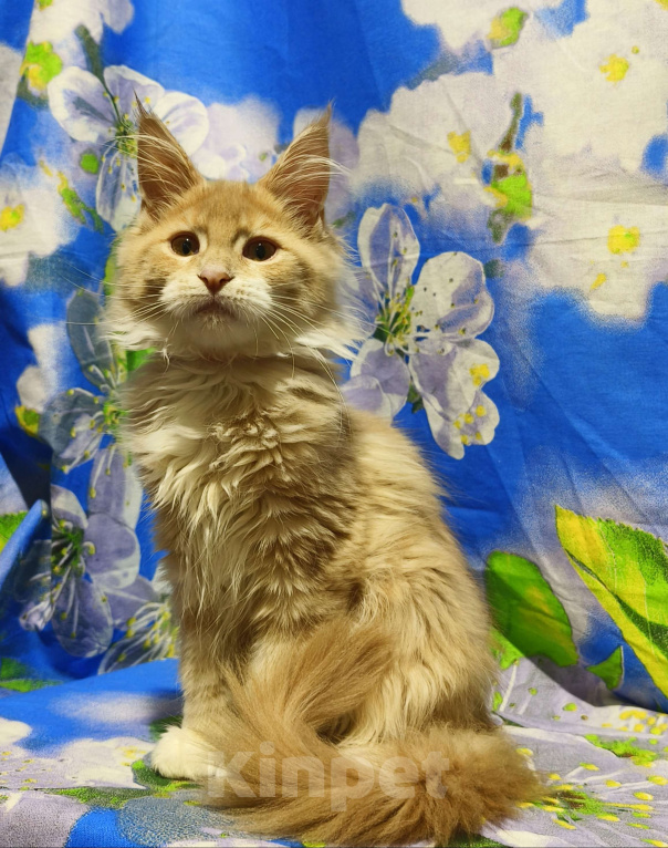 Кошки в Москве: Мейн-Кун полидакт. Девочка Девочка, 90 000 руб. - фото 4