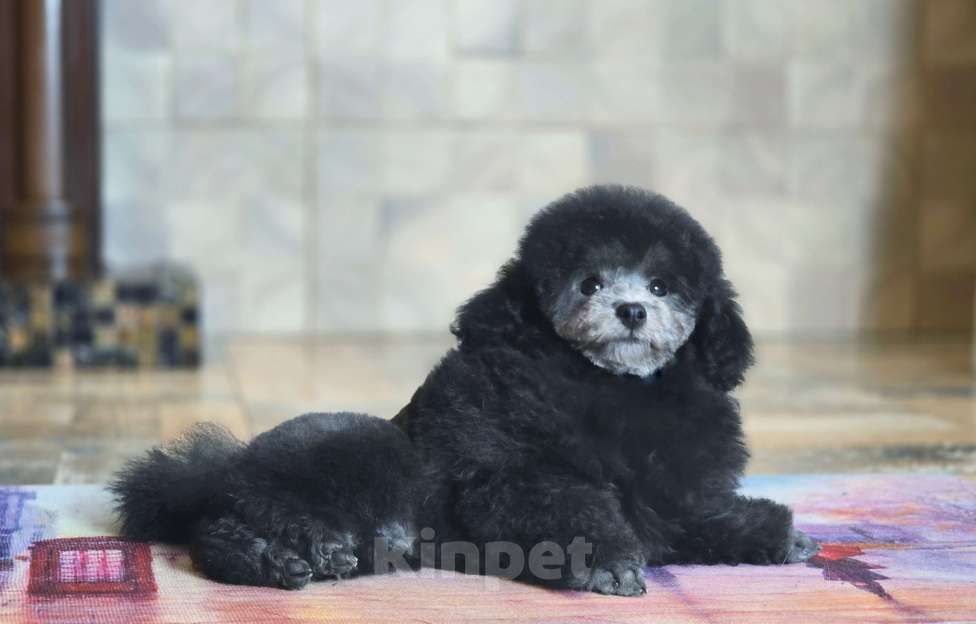 Собаки в Воронеже: Той пудель мальчик серый Мальчик, Бесплатно - фото 4