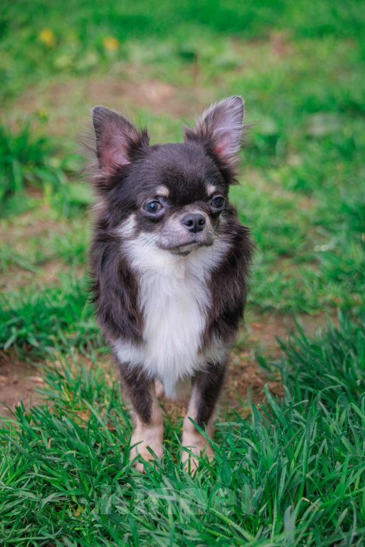 Собаки в Москве: Шикарный красавец Мальчик, 45 000 руб. - фото 6