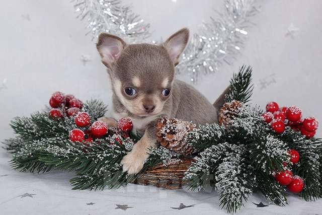 Собаки в Люберцах: Чихуахуа щенок Мальчик, 10 000 руб. - фото 2