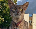 Кошки в Брянске: Абиссинские котодетки Девочка, 30 000 руб. - фото 1