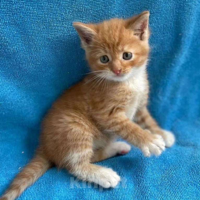 Кошки в Москве: Котенка выкинули в парке Мальчик, Бесплатно - фото 5