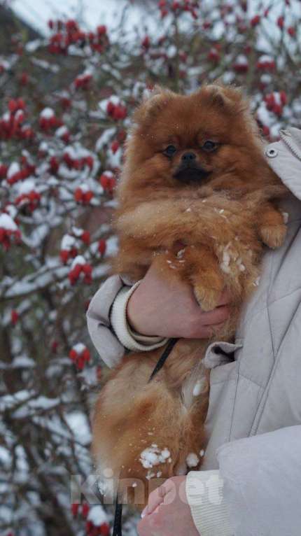 Собаки в Самаре: Шикарная помераночка Девочка, 50 000 руб. - фото 1