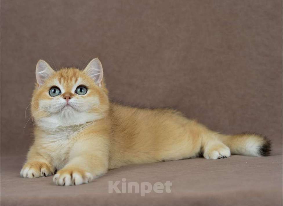 Кошки в Тамбове: Британский золотой кот  Мальчик, 150 000 руб. - фото 4