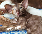 Кошки в Бобровом: Ориентальные котята Разнополые, 25 000 руб. - фото 6
