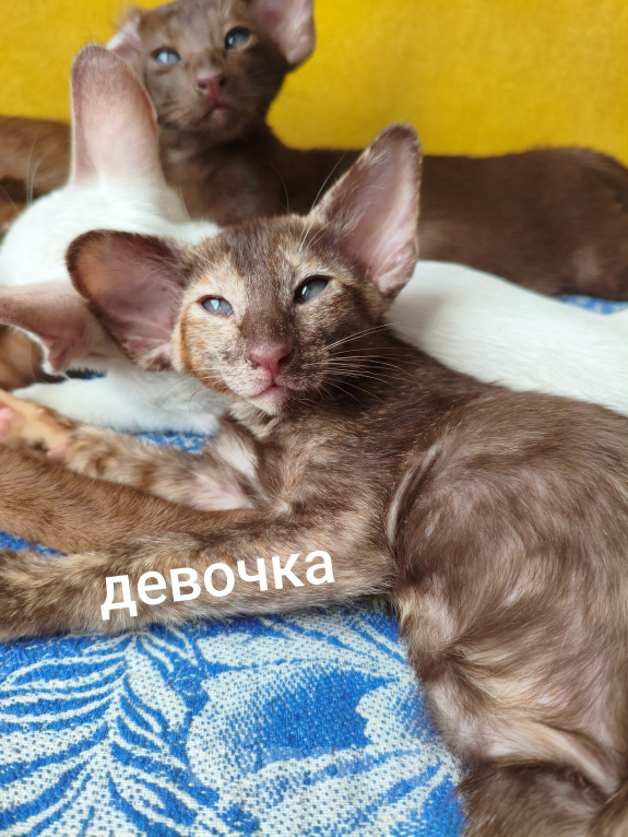 Кошки в Бобровом: Ориентальные котята Разнополые, 25 000 руб. - фото 6