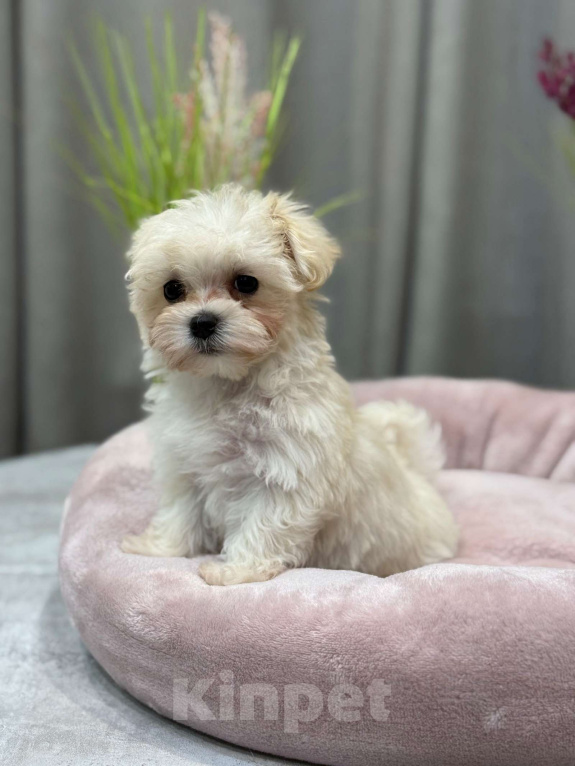 Собаки в Москве: Мальтипу девочка 1 Девочка, 180 000 руб. - фото 3