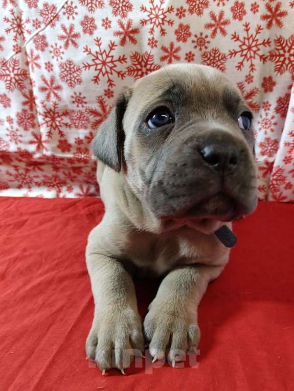 Собаки в других городах Краснодарского края: Кане-Корсо, щенок Девочка, 25 000 руб. - фото 4