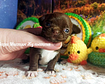 Собаки в Санкт-Петербурге: Жульетта короткошерстная чихуа шоколадного окраса Девочка, 60 000 руб. - фото 1