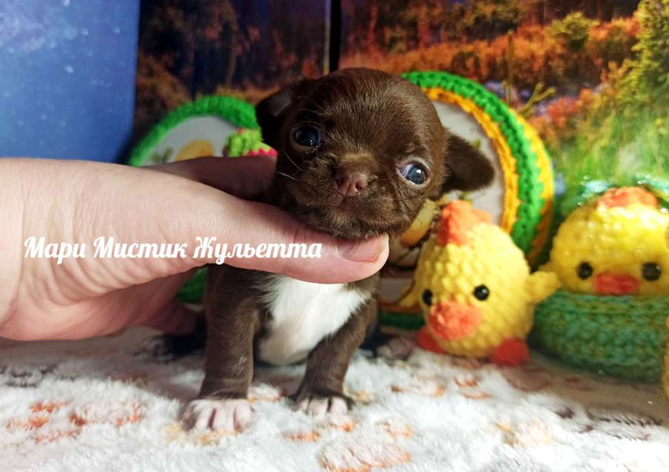 Собаки в Санкт-Петербурге: Жульетта короткошерстная чихуа шоколадного окраса Девочка, 60 000 руб. - фото 1