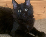 Кошки в Санкт-Петербурге: Котёнок мейн кун чёрный мраморный серебряный Мальчик, 40 000 руб. - фото 3
