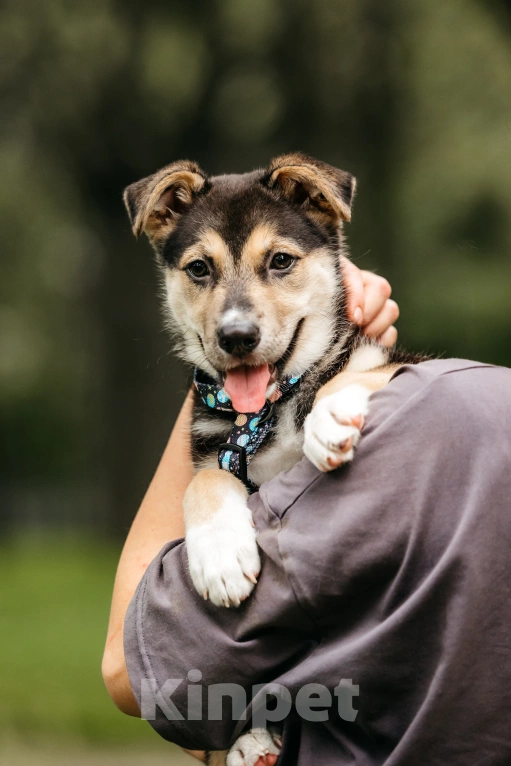 Собаки в Москве: Щенок девочка в добрые руки  Девочка, Бесплатно - фото 10