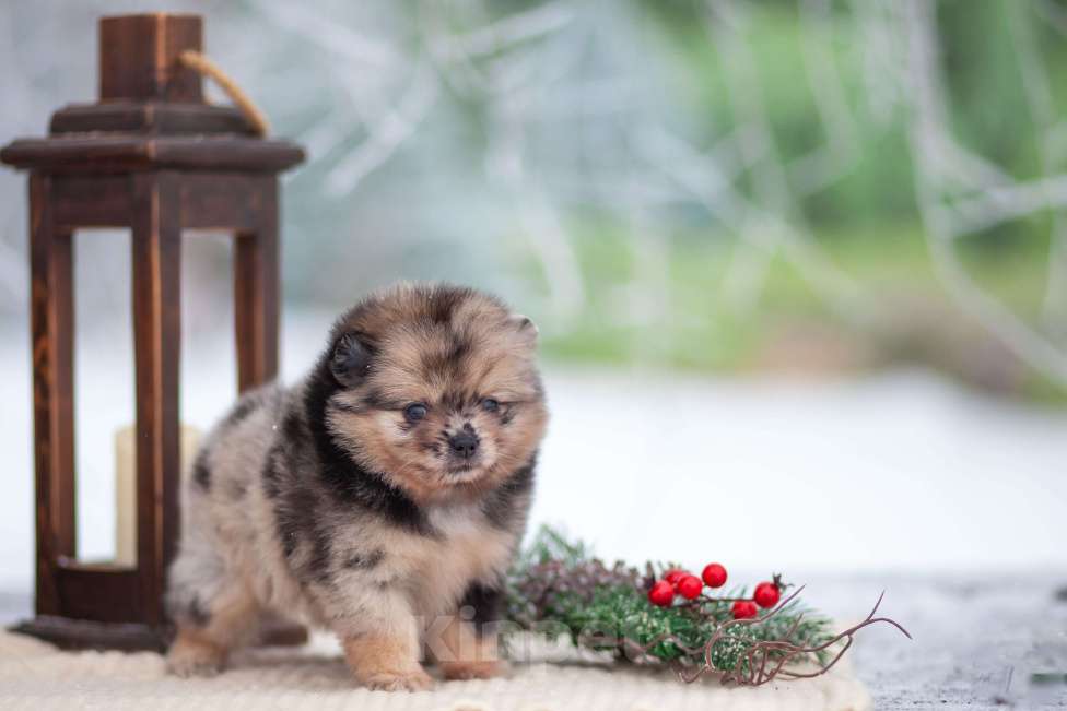 Собаки в Москве: Девочка померанского шпица мини Девочка, 60 000 руб. - фото 1