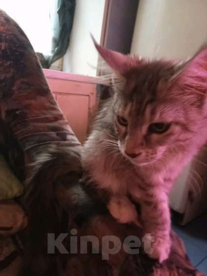 Кошки в Санкт-Петербурге: Котята мэй куна Девочка, 9 000 руб. - фото 3