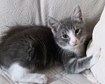 Кошки в Москве: Маленькая кошечка ищет любящий дом 🐱 Девочка, 200 руб. - фото 1