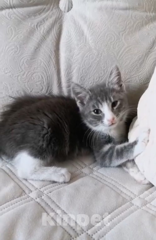 Кошки в Москве: Маленькая кошечка ищет любящий дом 🐱 Девочка, 200 руб. - фото 1