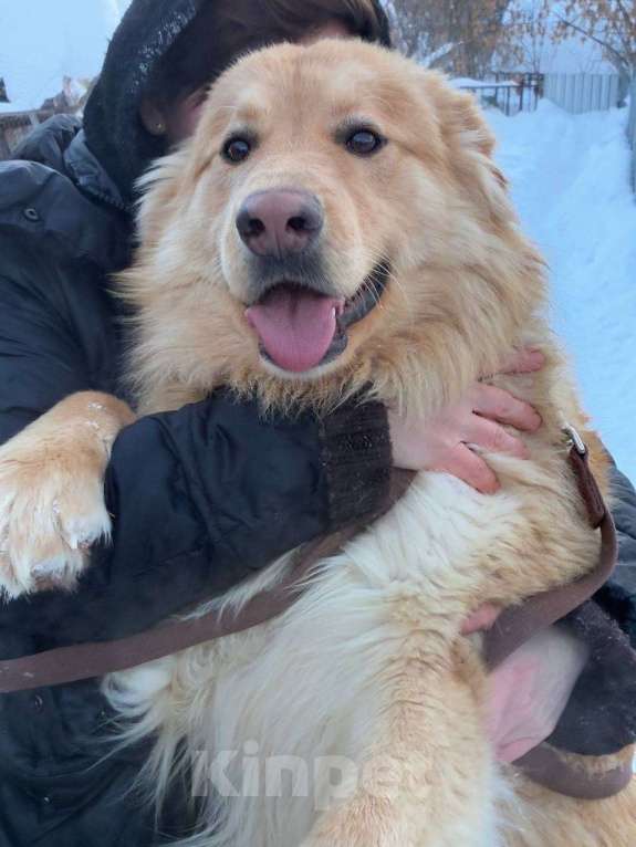 Собаки в Москве: Мягкий и пушистый Лучик ищет дом! Мальчик, Бесплатно - фото 2
