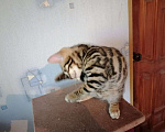 Кошки в Павловском Посаде: Бенгальские котята  Мальчик, 5 000 руб. - фото 3