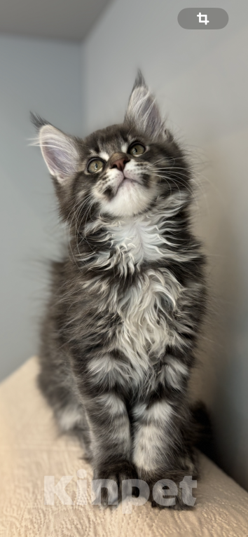 Кошки в Москве: Котик мейн-кун из питомника Status Joy Мальчик, Бесплатно - фото 7