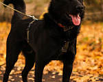 Собаки в Всеволожске: Алмаз из приюта в добрые руки Мальчик, Бесплатно - фото 4