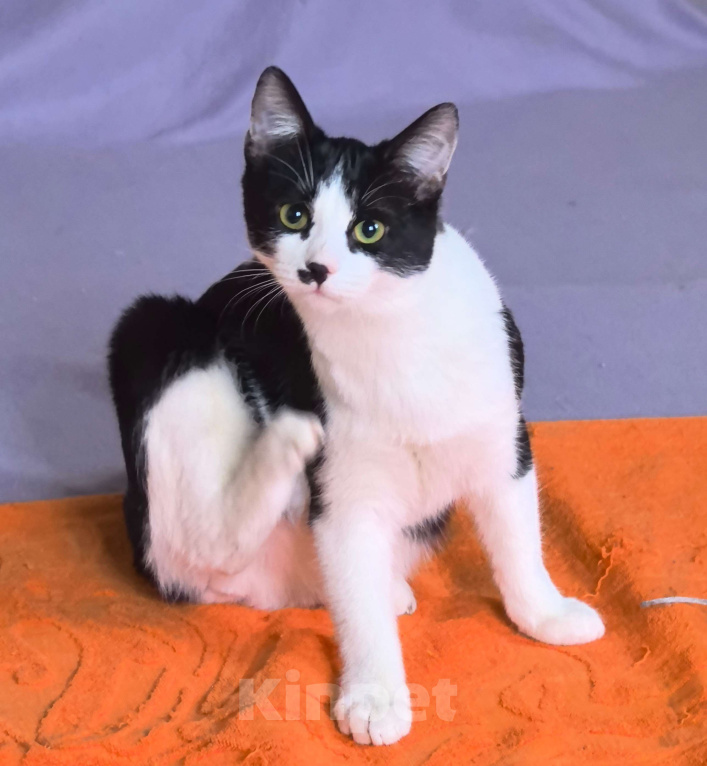 Кошки в Москве: Смешной, милый  котёнок Коржик с мухой на носу ищет дом и семью! Мальчик, Бесплатно - фото 3