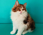 Кошки в Кудымкаре: Котята курильского бобтейла, 35 000 руб. - фото 3