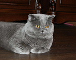 Кошки в Кувшиново: Вязка с Британским опытным котом, 3 000 руб. - фото 5
