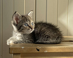 Кошки в Санкт-Петербурге: Маленький котёнок девочка  Девочка, Бесплатно - фото 3