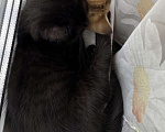 Кошки в Москве: Шотландский котенок ( мальчик) Мальчик, 10 000 руб. - фото 6