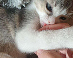 Кошки в Москве: Домашние котята от абиссинской кошки в дар Девочка, Бесплатно - фото 10