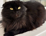 Кошки в Москве: Африка ищет дом  Девочка, Бесплатно - фото 2