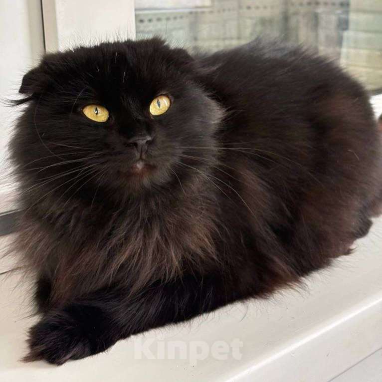 Кошки в Москве: Африка ищет дом  Девочка, Бесплатно - фото 2